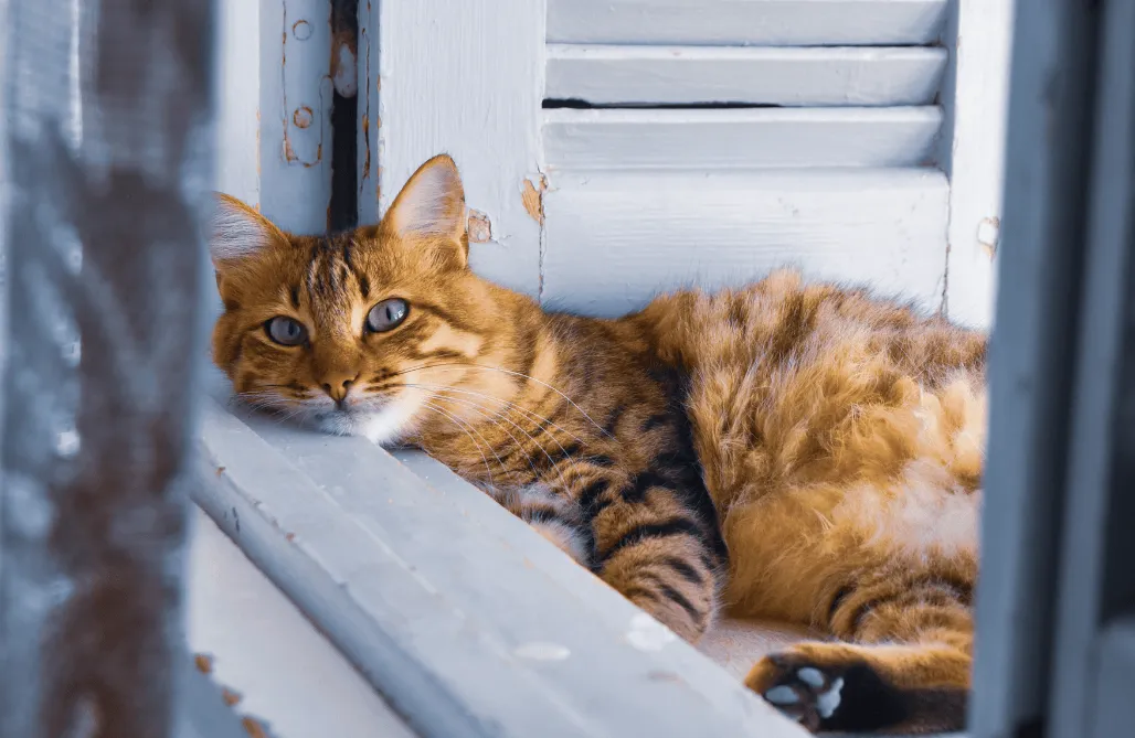 7 ways to spoil your cat