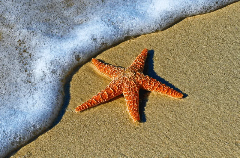Florida Wedding Destinations