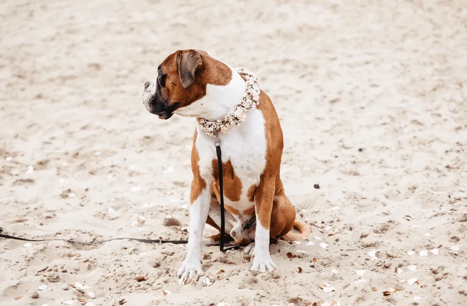 How to include your dog in your wedding