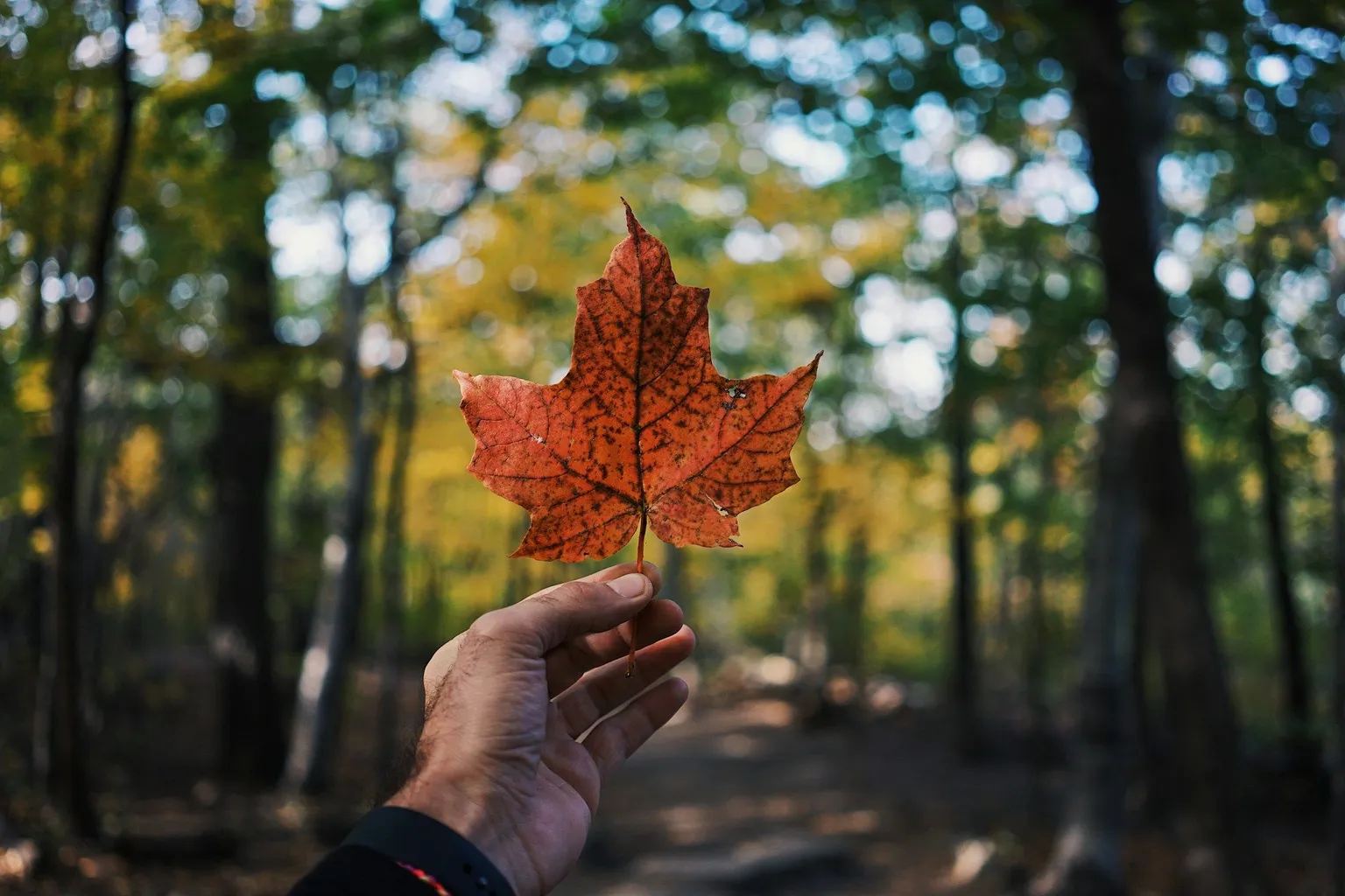 Hand holding a red maple leaf against a blurred autumn forest background.