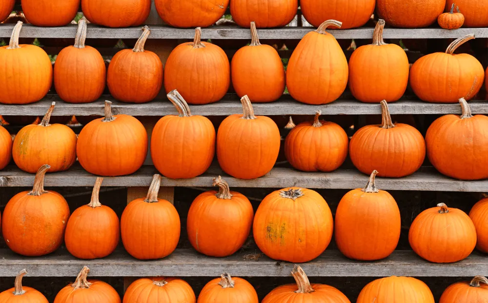 pumpkins
