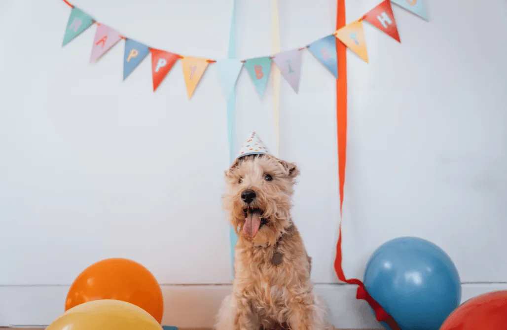 Dog Birthday Party
