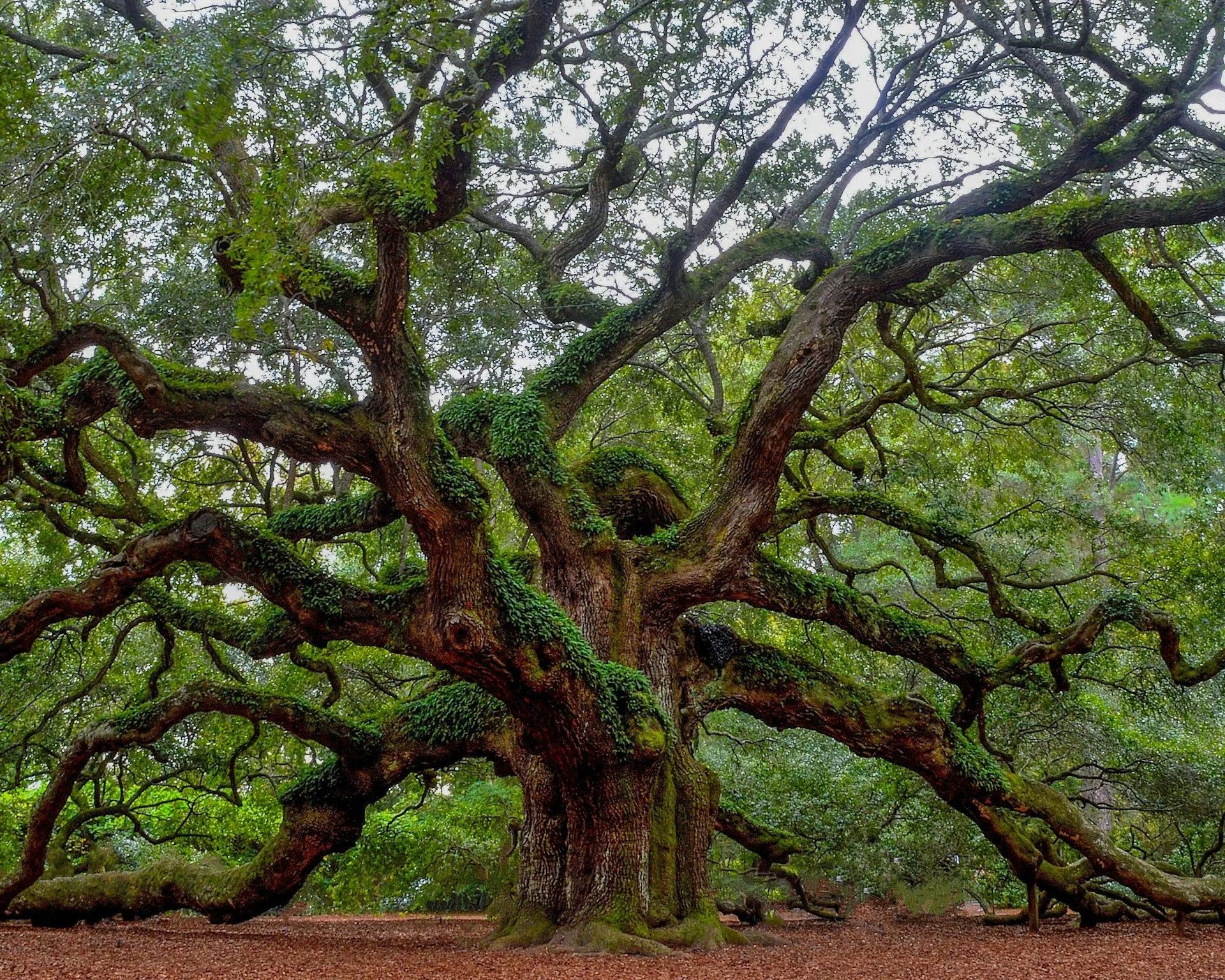Massive live oak tree with sprawling, twisting branches covered in green moss.