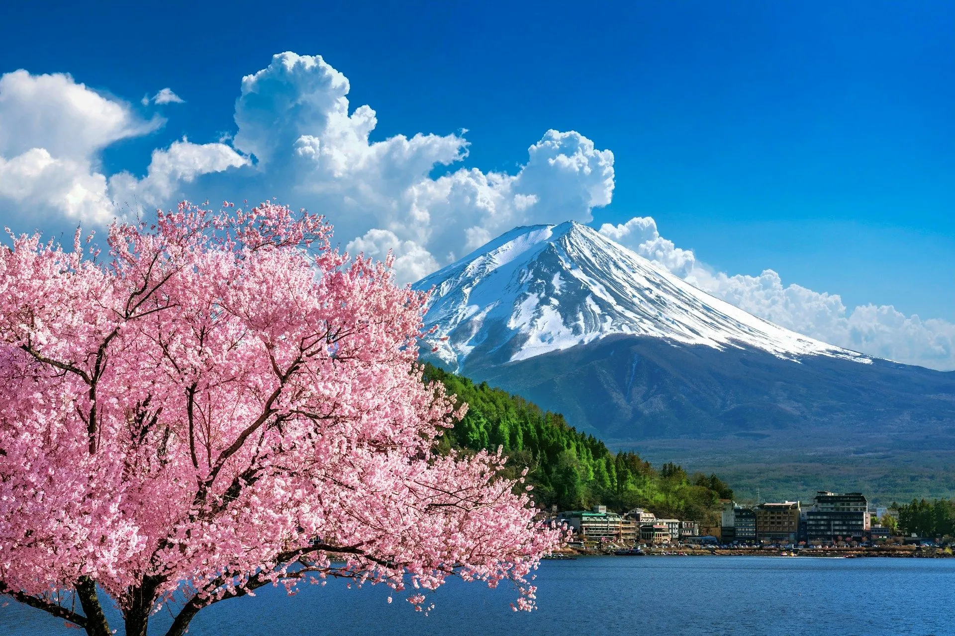 Mount Fuji with cherry blossoms in full bloom overlooking Lake Kawaguchi.
