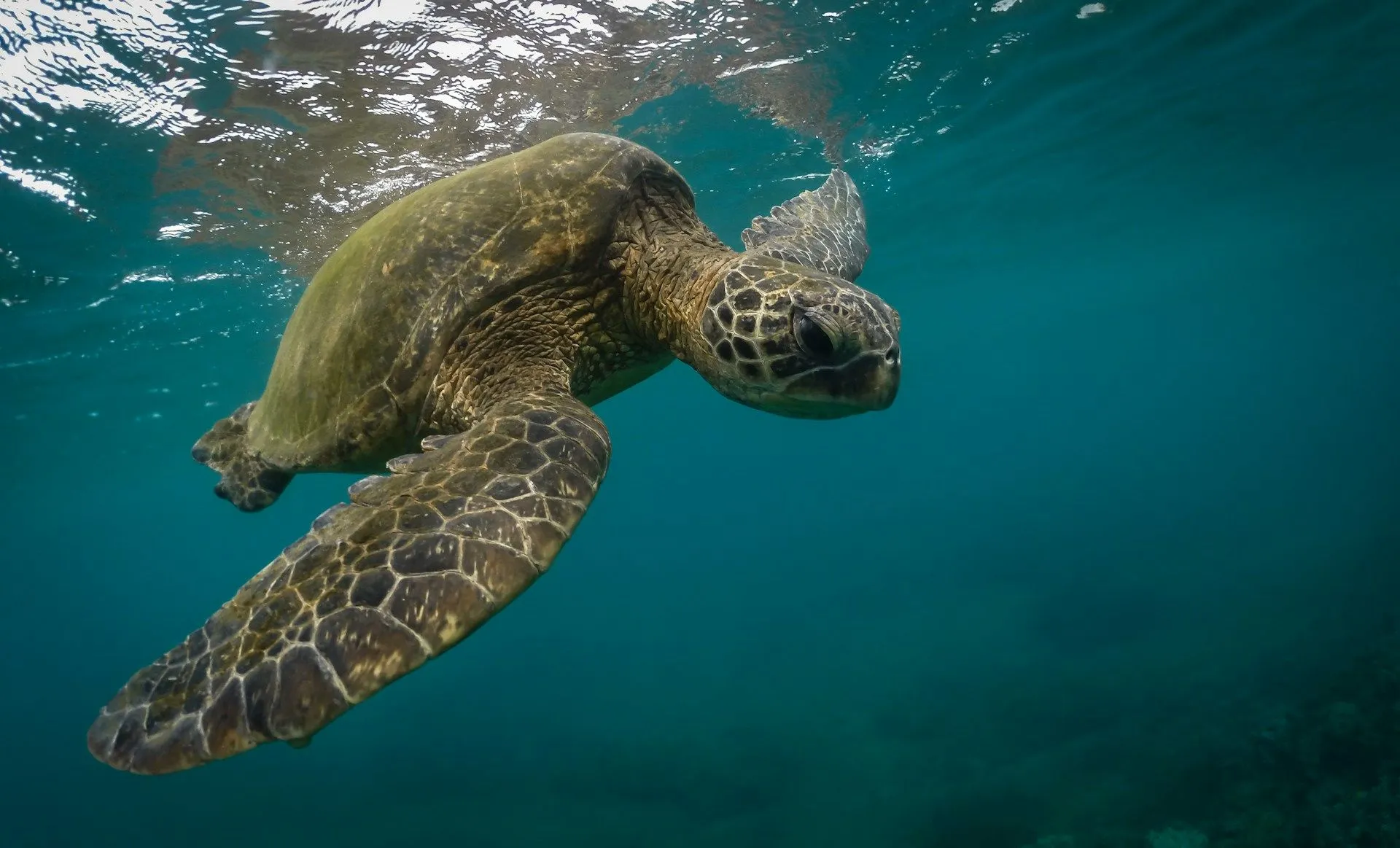Sea turtle swimming underwater in clear blue ocean water.
